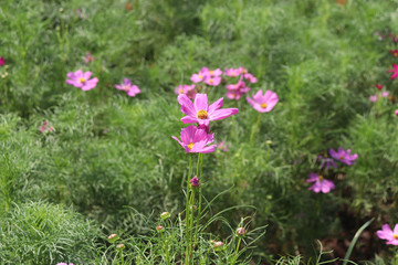 ピンクのコスモス 