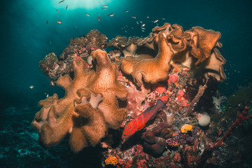 Colorful coral reef surrounded by tropical fish, healthy marine ecosystem, Raja Ampat