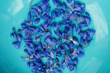 Scilla spring flower on aqua plate