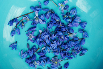 Scilla, squill early spring flower on aqua plate
