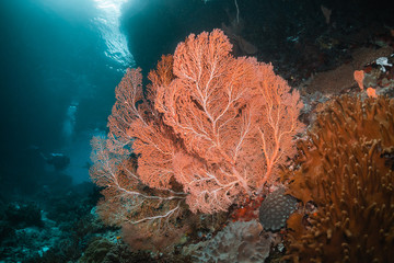 Colorful coral reef surrounded by tropical fish, healthy marine ecosystem, Raja Ampat