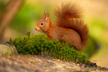 Squirrel, Red Squirrel, Rodent.