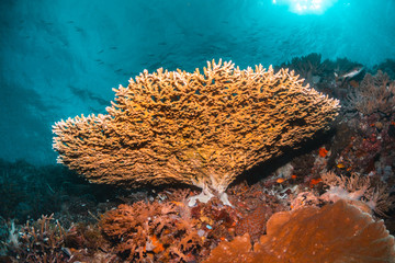 Naklejka na ściany i meble Colorful coral reef surrounded by tropical fish, healthy marine ecosystem, Raja Ampat