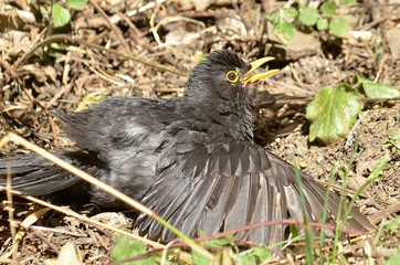 Amsel und Drossel auf Wiese