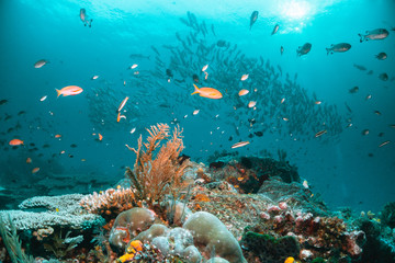 Fototapeta na wymiar Colorful coral reef surrounded by tropical fish, healthy marine ecosystem, Raja Ampat