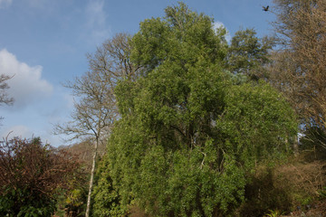 Fototapeta premium Winter Foliage of the Chilean Evergreen Mayten or Maiten Tree (Maytenus boaria) in a Woodland Garden in Rural Devon, England, UK