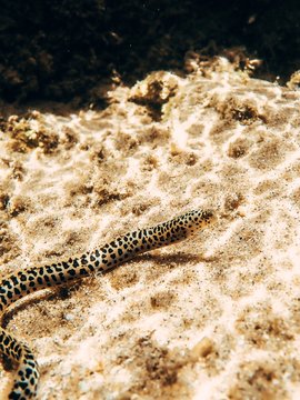 Baby Moray In A Tidal Pool