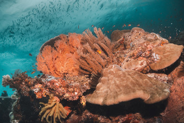 Colorful coral reef surrounded by tropical fish, healthy marine ecosystem, Raja Ampat