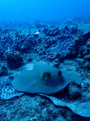 Stingray in the blue