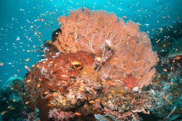 Colorful coral reef surrounded by tropical fish, healthy marine ecosystem, Raja Ampat