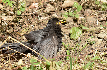 Amsel und Drossel auf Wiese