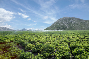 farming field with blue sky