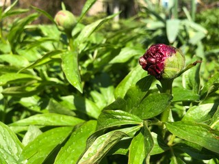 Spring green background with a large burgundy peony bud. Sunny day, copy space.