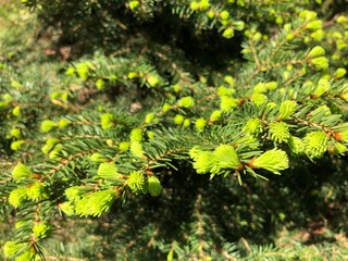 Young needles on the Christmas tree. Spring growth, sunny day, copy space, background
