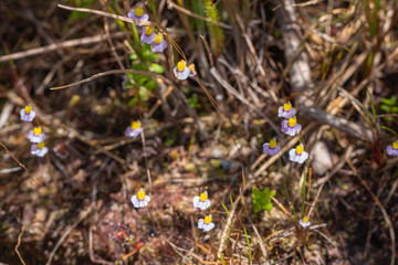 Utricularia bisquamata at Bain's Kloof, Western Cape, South Africa