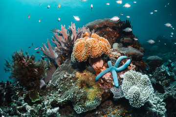 Colorful coral reef surrounded by tropical fish, healthy marine ecosystem, Raja Ampat