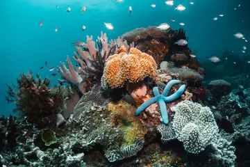 Deurstickers Colorful coral reef surrounded by tropical fish, healthy marine ecosystem, Raja Ampat © Aaron
