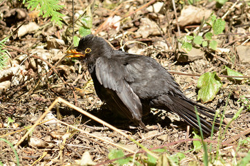 Amsel und Drossel auf Wiese
