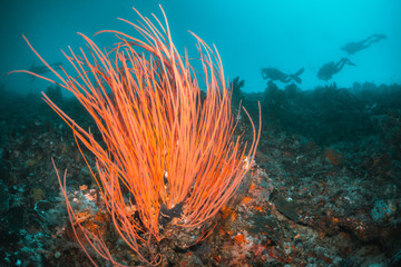 Colorful coral reef surrounded by tropical fish, healthy marine ecosystem, Raja Ampat