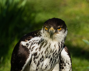 Naklejka premium African Hawk-Eagle, Aquila Spilogaster, showing streaked breast plumage, yellow eyes and black bill