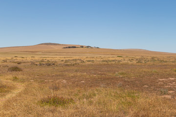 Fototapeta na wymiar Dry Renosterveld in November close to Darling, Western Cape, South Africa