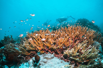Fototapeta na wymiar Tropical schooling fish in clear blue water swimming among healthy coral reef, Raja Ampat Indonesia