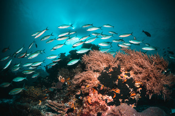 Tropical schooling fish in clear blue water swimming among healthy coral reef, Raja Ampat Indonesia