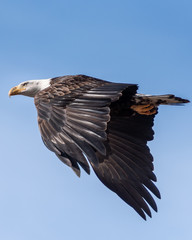 American Bald Eagle flys through the sky