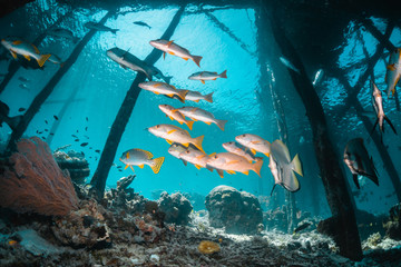 Tropical schooling fish in clear blue water swimming under wooden jetty,  among healthy coral reef, Raja Ampat Indonesia