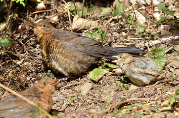 Amsel und Drossel auf Wiese