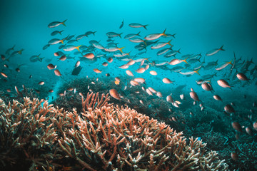 Naklejka na ściany i meble Tropical schooling fish in clear blue water swimming among healthy coral reef, Raja Ampat Indonesia