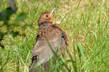 Amsel und Drossel auf Wiese