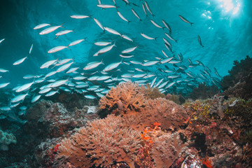 Tropical schooling fish in clear blue water swimming among healthy coral reef, Raja Ampat Indonesia