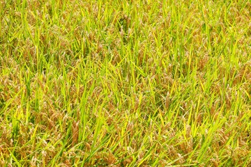 稲刈り前の田んぼ
