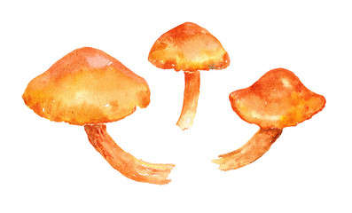 set of watercolor mushroom illustrations with bright orange caps isolated for your design