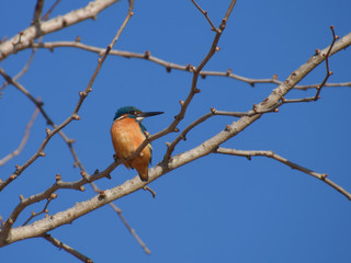 a common kingfisher on the cerry tree / 桜の木にとまるカワセミ（オス）