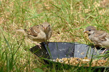 Sperling Spatz an Futterstelle