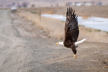 American Bald Eagle takes flight