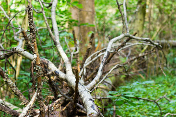 
fallen trees in the forest