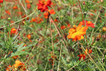 オレンジのコスモス