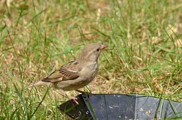 Sperling Spatz an Futterstelle