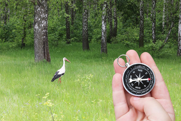 white stork in summer on green grass and round compass in hand as symbol of tourism with compass,...