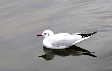 紅葉した秋の白鳥庭園　(名古屋)
