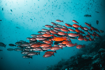 Tropical schooling fish in clear blue water swimming among healthy coral reef, Raja Ampat Indonesia