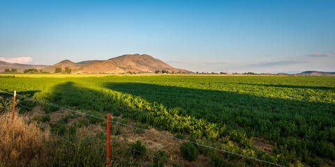 Naklejka premium Potato field in Oregon