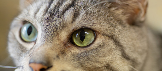 ネコの眼　　サバトラ猫
