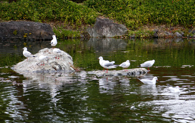 紅葉した秋の白鳥庭園　(名古屋)