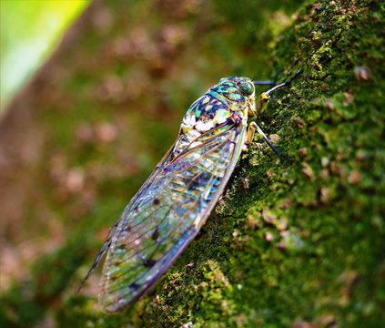Closeup shot of cicada on a green moss-covered  surface
