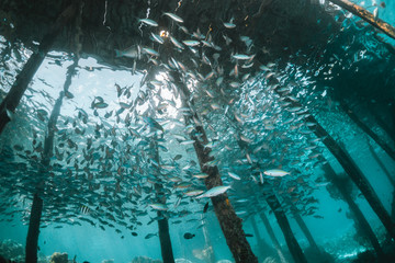 Tropical schooling fish in clear blue water swimming under wooden jetty,  among healthy coral reef, Raja Ampat Indonesia