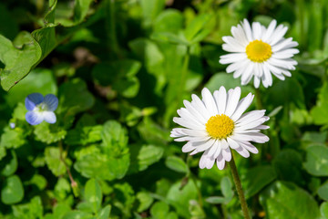 daisy flower in the grass